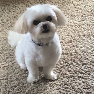 Meet your Posher, Trisha